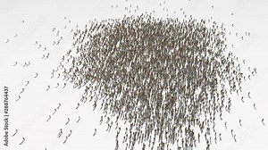 holy see map. Group of people walk and create a map of holy see. Stock Video