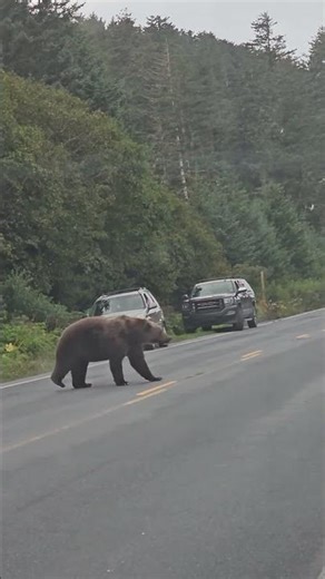 Wild Kodiak Brown Bear at the Landfill | Kodiak’s Best Free Bear Viewing
