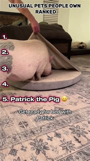 Unusual Pets people Own Ranked