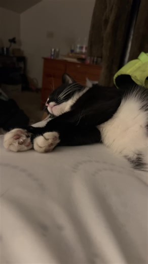 Meet Mr. Bean: The Adorable Tuxedo Cat