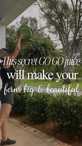 It’s really easy to make your ferns look amazing! It just takes a regular application of my favorite fern go go juice. Comment LINK below and I’ll send the source straight to your inbox! This is my tried and true method I’ve used for years. Just 2-3 TBSP per one watering can about once a month does the trick! Comment LINK and I’ll send you the source for my favorite fertilizer! Tag or share with a friend who has sad ferns 🤣 then save this post for future reference. Make sure you are following @