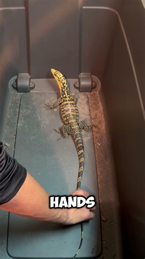 How To Tame A GIANT Monitor Lizard