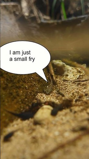 Meet the Hawaiian Fish that can Climb a Waterfall