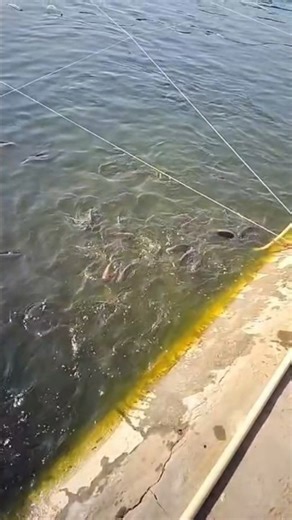 tilapia fish farming village west bengal #fishinglife