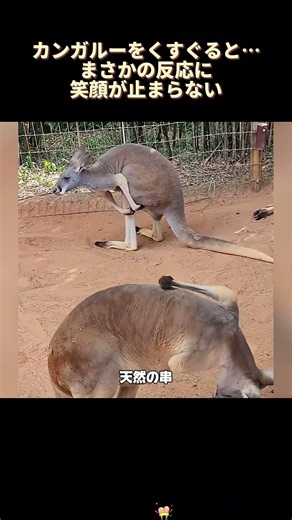 Tickling a kangaroo leads to an unexpected reaction that will make you smile #kangaroo #soothing ...