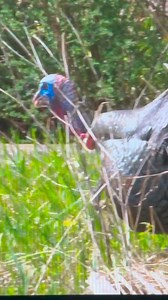 Crossbow!!! Lethal! 🙏🏼😲TenPoint Crossbow Technologies ALPS OutdoorZ Huntworth Wildlife Research Center, inc. | Whitetail Fix