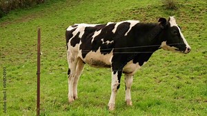 Cow close-up on the pasture. Breeding cows, farming.
