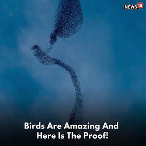 Birds fly in perfect sync and it is just beautiful! #birds #fly #nature #amazing #amazingnature | News18