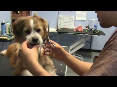How to Groom a Mixed Breed (Terrier Cut) - Part 1