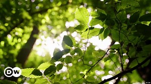 Welchen Wert hat ein Baum, welchen Preis ein Wal?