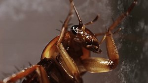Detailed Image Cockroach On White Background Stock Footage Video (100% Royalty-free) 3544899009 | Shutterstock