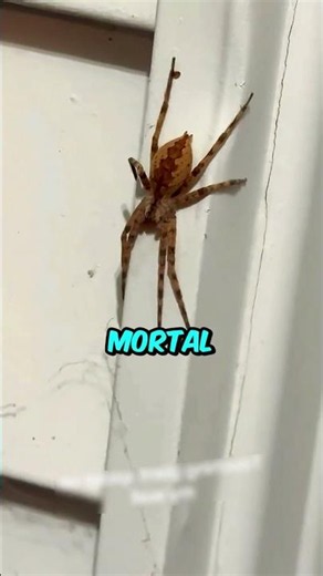 Essa ARANHA virou um ZUMBI! #curiosidades #interessante #animais