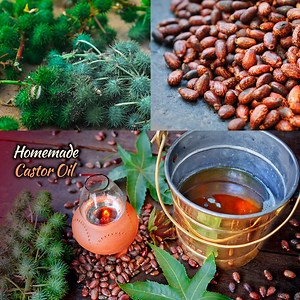 3M views · 60K reactions | Homemade Castor Oil | Pure Castor Oil Extraction #CastorOil #PureCastorOil #HomemadeCastorOil #DIYCastorOil #NaturalOil #AuthenticCastorOil #TraditionalCastorOil #OilExtraction #NaturalRemedies #HealthyLiving #OrganicOil #HomeRemedies #BeautyTips #HairCare #SkinCare #EssentialOils | Camp Foods | Facebook