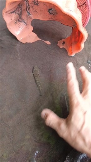 SNAKEHEAD FISH, SNAKEHEAD FISH CATCHING invasive - SNAKEHEAD FISH #shorts #fish #channa #viralvideo