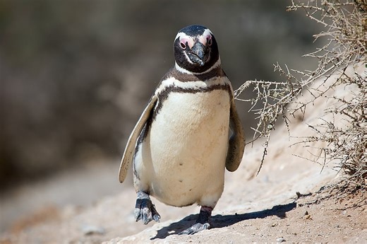 Watch Morne Mamlambo prepare a 4-million-year-old fossilized penguin
