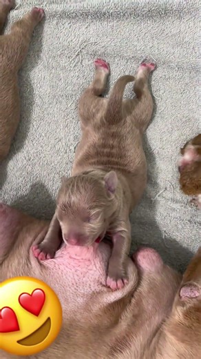 행복을 주는 강아지 / 幸せを運ぶ子犬 #KoreaPuppies #JapanDogs