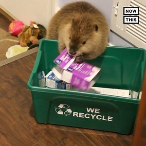 75K views · 570 reactions | ‘JB, it’s a good thing you’re so cute’ — Justin Beaver is taking the internet by storm with viral footage of him building dams out of his carer’s stuff | NowThis | Facebook