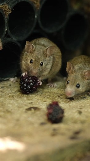 Mr Mouse with a blackberry, watch Mrs Mouse 😂 | The Mouse family that live by the brambles