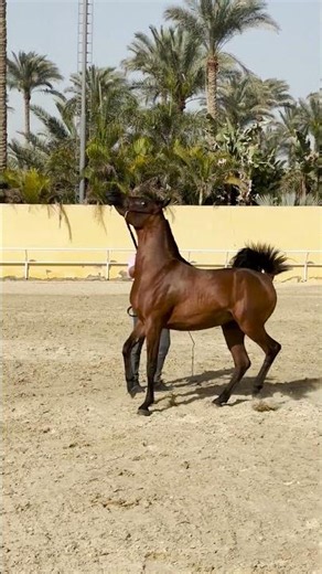 خيل عربي احمر اصيل