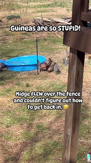 This STUPID guinea fowl! Our runt bird Midge 🙄