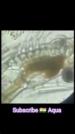 shrimp under microscope 🦐