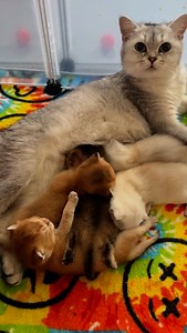 Morning 😺 #britishshorthairkittens | Scottish Fold Kittens