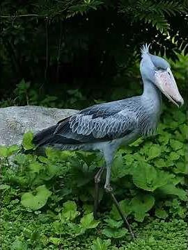 the Shoebill