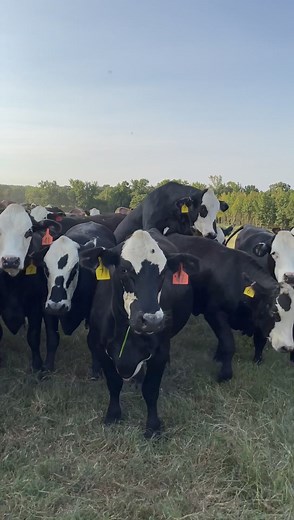 🔥🔥Super Black Baldy Bred Heifers🔥🔥 This is what people dream of owning and here’s your opportunity! We’ll have this amazing set of 54 Super Black Baldy heifers coming to town for their first time! They’ll be bred 4-7 months to LBW Black Hereford Bulls. ALL of the calves will be black baldies! It’s a win/win whether you decide to sell the calf crop or keep the heifers back. You can travel the country and not find this offering again! These heifers are DOG gentle and could also be used for rec