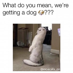 9.9K views · 360 reactions | CatSpot on Reels | Facebook