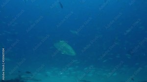Big Dog Snapper (Lutjanus novemfasciatus), hunting trevally, reefs of Sea of Cortez, Pacific ocean. Cabo Pulmo National Park, Baja California Sur, Mexico. The world's aquarium.