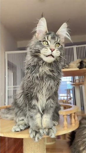 I dare not open the window. I m afraid they will fly out to hunt... The little birds outsi