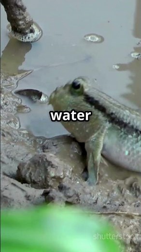 Fish That Can Walk on Land?!