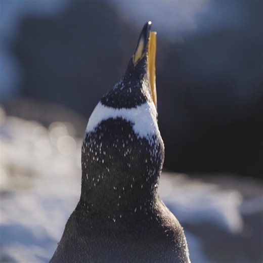 Where wild adventure happens 364 days a year no matter the elements. Explore the Wilder Institute/Calgary Zoo this winter! | The Calgary Zoo