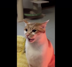 Teasing cat reaches peak annoyance in Jiangsu, China