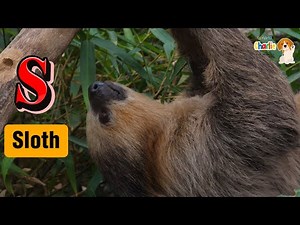 ABC Jungle Animals Song for Kids | Learn the Alphabet #abcd