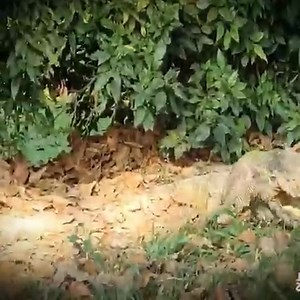 🤔 The giant lizard and the giant python were equally powerful | Electron Oasis