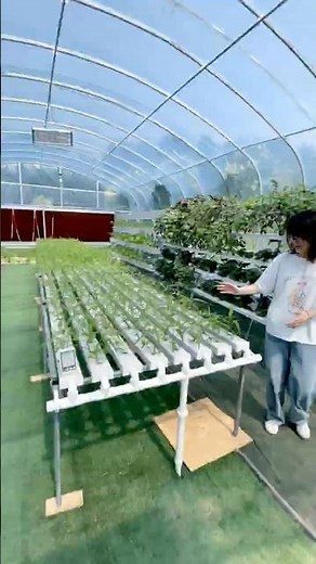 How Vegetables Grow in an NFT Hydroponic Farm #hydroponics #farm