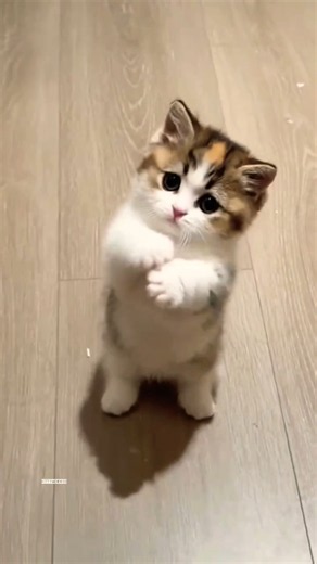 🐾 Tiny kitten, HUGE attitude! 😼 #cat #meow #kitten #shorts #cutecat