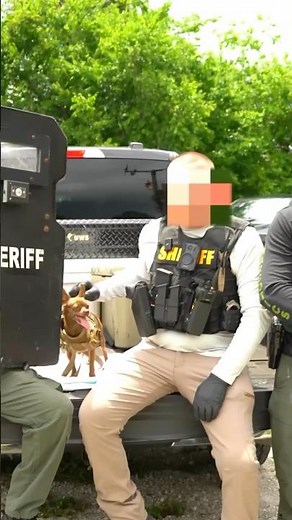 Chihuahua Becomes Newest Police K9 - Funny Moment Caught on Camera! 😂 #shorts