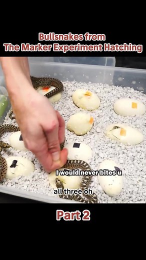 Bullsnakes from The Marker Experiment Hatching