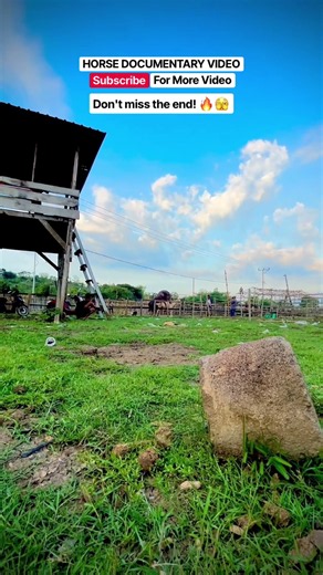 Eps.56 Natural Horse Breeding Documenter #horse #animals #fyp #shorts