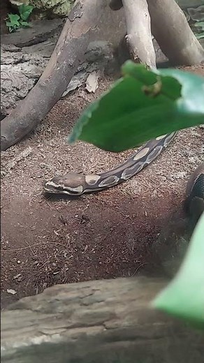 Descubre a la pitón real!