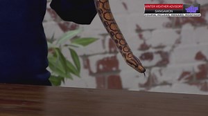 What do you Know about Rainbow Boa Constrictor Snakes?