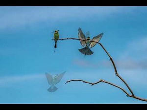 Bee eater In Flight 4K