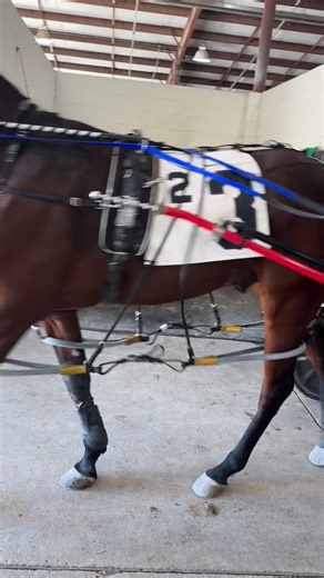 We’ll be doing updates on our Running Aces horsemen and what they’re doing in our off-season, all across the country! 𝐓𝐞𝐚𝐦 𝐉𝐞𝐧𝐬𝐨𝐧’𝐬 racing stable is now located at 𝐓𝐡𝐞 𝐌𝐞𝐚𝐝𝐨𝐰𝐬, in Washington, Pennsylvania. Led by Brady and Steph, they’ve got some great help in Rylee and Kolton, and currently have 23 horses in the barn. Stay tuned for an update on Team Jenson’s baby operation in Iowa! | Minnesota Harness Racing Fans