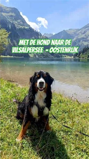 Vilsalpsee met hond 🐶 | Misschien wel het mooiste bergmeer van Tirol! 💙