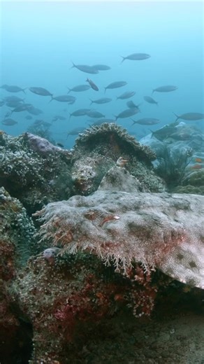 Do you know which weirdly, wonderful elasmo this is? 🦈💙 Head over to our stories to learn all about the tasselled wobbegong. A member of the carpet shark family, this bottom-dwelling ambush predator hides on the seabed waiting for unsuspecting fish to cross its path. The tasselled wobbegong has a very distinctive ‘fringe’ of highly branched skin flaps (dermal lobes, or barbles) around the head and chin, which gives the appearance of a most unusual beard. Video: Sabangvideo | Shutterstock #wobb