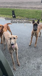 So you think you’re faster than a sighthound, eh? #sighthound #greyhound #belgianmalinois #lurcher #whippet #dogsofinstagram #runningdogs #dogtraining #sportdog | Rachel Marie