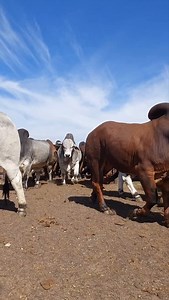 4.5K views · 7.8K reactions | Kroon Vee Brahman bulls ,they are just *BUILD* different  Summer sale : 5 November 2025 11:00 ,Farm Buckshee ,Vryburg #kroonvee #kroonveebrahman #brahmanstoet #barhmanfarmer #brahmansa #brahmanboer #brahmansouthafrica #brahmancattle #brahmanstud #beesboer #bulls #bullsnation #cattle | Kroon Vee Brahmans | Facebook