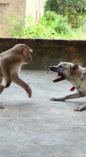 Dog Challenges Monkey… What Happens Next Is Insane! 2